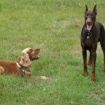 chien bagarreur