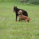 communication entre chien