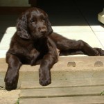 maestro chiot flat coated 2 mois et demi mai 2012