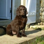 maestro chiot flat coated 2 mois et demi mai 2012
