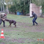 morsures chiens