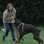 débourrage mordant, chien qui mord par peur