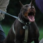 mordant chien, chien mordeur