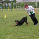 rééducation chienne agressive, rééducation chien adulte, rééducation peureuse