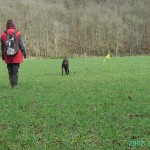 pistage chien, recherche utilitaire chien
