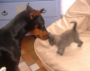 cohabitation chien et chat