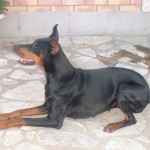 femelle dobermann rééducation par sandrine otsmane éducateur canin et comportementaliste