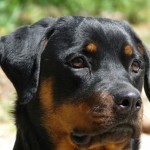attestation d'aptitude chien seine et marne