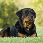 attestation d'aptitude chien seine et marne