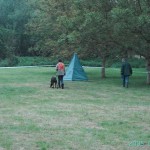 certificat sociabilité chien