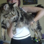 maine coon comportementaliste chat sandrine otsmane