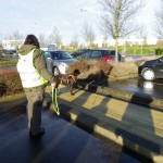activité canine