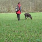 activité avec un chien - pistage